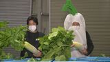ハウス栽培で葉までおいしく 「金沢だいこん葉付き」初出荷|TBS NEWS DIG