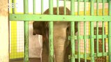 長野市の茶臼山動物園　開園40周年の記念イベントにぎわう　|　SBC NEWS | 長野のニュース | SBC信越放送