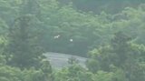衰弱していた今年生まれの『野生トキ』を保護 新潟県佐渡市|TBS NEWS DIG
