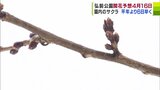 「花がつく枝は赤みを増している」弘前公園のサクラ 開花は『4月16日』と予想 満開は4月21日か 2025年1回目の開花予想発表 青森県弘前市 | 青森のニュース│ATV NEWS│青森テレビ