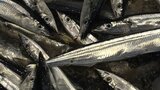 今シーズン初となるサンマ水揚げ 2003年以降で最も遅く、魚体も小ぶり 岩手・宮古市|TBS NEWS DIG