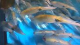 モイカフェスタ始まる 「甘くて弾力があり、おいしい」 専用のいけすで鮮度を管理 大分 | 大分のニュース|OBS NEWS|大分放送