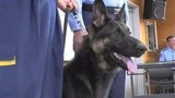 警察犬「ウォルト号」(1歳)急死 デビューから2か月連続で行方不明者を発見 鹿児島県警「優秀な警察犬だった」|TBS NEWS DIG