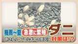 家の中の「ダニ」が梅雨から夏に急激に繁殖! アレルギーの原因に 取り除くには? | 福岡のニュース|RKB NEWS|RKB毎日放送