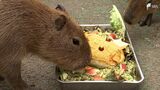 「人間と動物、隔てなく同じものをおいしく」野菜の皮や種も全部使った新しいおやつ【SDGs】 | 静岡のニュース | SBSNEWS | 静岡放送