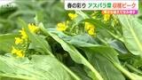 「冬の食卓に一足早い春の彩り」アスパラ菜出荷ピーク 寒さに耐え甘みが増して… 新潟・上越市|TBS NEWS DIG