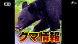 富士宮市でクマらしき動物の目撃情報 JR身延線の沼久保駅から車で5分から10分ほどの場所 市が注意を呼びかけ=静岡 | 静岡のニュース | SBSNEWS | 静岡放送