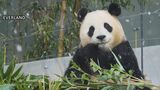 韓国で人気者のパンダ「フーバオ」が4月初めに中国へ|TBS NEWS DIG
