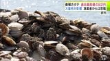 青森県・陸奥湾の『養殖ホタテ』1kgあたり492円　今季4回目の入札で過去最高値を更新「このままでいけばホタテ養殖をやれなくなる」|TBS NEWS DIG