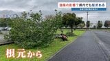 桜の木、全国で相次いで倒れる　熊本市でも強風影響か　|TBS NEWS DIG