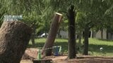 【台風6号】愛媛県内に爪痕 倒木の被害相次ぐ 6月観測史上最大の雨風|TBS NEWS DIG