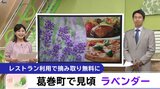 葛巻高原のイングリッシュラベンダー、今が見ごろ|TBS NEWS DIG