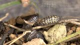 触ると丸くなる人気のダンゴムシの生態観察を夏休みに 倉敷市立自然史博物館で8月いっぱい展示【岡山】|TBS NEWS DIG