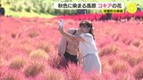 秋色に染まる高原の丘 コキアとコスモスの花が競演 広島・世羅町の農園|TBS NEWS DIG