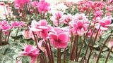 シクラメンの出荷最盛期　20品種6万鉢が冬を彩る　大分・玖珠町　|　大分のニュース｜OBS NEWS｜大分放送