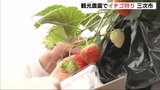 新鮮な味で来園者を魅了　観光農園でイチゴ狩りスタート　広島・三次市|TBS NEWS DIG