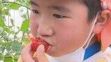 「あま~い!」 保育園児が地元中央市でミニトマトの収穫体験|TBS NEWS DIG
