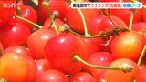 今年は サイズが大きく!糖度も高い!!「サクランボ栽培発祥の地」で『佐藤錦』の収穫盛ん 新潟県|TBS NEWS DIG