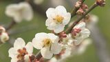 県内有数の梅の名所 吉野梅園で450本の開花がすすむ 現在6~7分咲き 大分 | 大分のニュース|OBS NEWS|大分放送