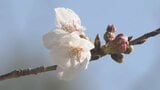高知と岐阜で桜が開花 全国トップ　それぞれ平年よりも早い開花に|TBS NEWS DIG