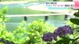 「地域のみなさんに癒やしを」高知・四万十市西土佐 アジサイ・マリーゴールドが国道沿いを彩る | 高知のニュース・天気|KUTV NEWS | KUTVテレビ高知