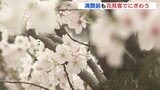 「満開になったらすごくきれいだろう」サクラの開花後 初の日曜日　縮景園や平和公園　花見客でにぎわう　広島　|　RCC NEWS | 広島ニュース | RCC中国放送