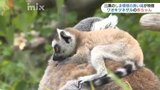 お母さんの背中ですくすくと　ワオキツネザルの赤ちゃん人気　山口県宇部市ときわ動物園|TBS NEWS DIG