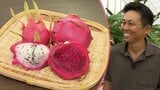暖かい地域で栽培されているイメージのドラゴンフルーツが今、陸前高田市で旬を迎えている　その味は？どうして栽培するようになったの？生産者に聞く　岩手|TBS NEWS DIG