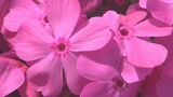 空の展望所で15000株のシバザクラが見頃迎える 大分・佐伯市 | 大分のニュース|OBS NEWS|大分放送