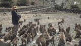 台風や大雨による2回の土砂崩れを乗り越え「波勝崎モンキーベイ」が1週間ぶりに営業再開＝静岡・南伊豆町　|　静岡のニュース | SBSNEWS | 静岡放送