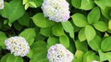 アジサイは絶対に食べないで 「有毒植物」誤食による食中毒が全国的に発生 県が注意呼びかけ | 大分のニュース|OBS NEWS|大分放送