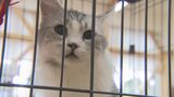 「ネコちゃんと家族になる人探してます」あす熊本県動物愛護センター『緊急譲渡会』開催　宇城市　|　熊本のニュース｜RKK NEWS｜RKK熊本放送