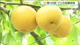 「北浦梨がやっぱり一番!」宮城・美里町で小学生が町特産の北浦梨の収穫を体験 適度に雨が降ったことで瑞々しく育っている|TBS NEWS DIG