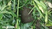 【クマ出没】スイートコーン畑約30平方メートル荒らされる　付近には幅11センチほどの足跡も　未明に収穫作業に来た所有者が発見　北海道森町　|　北海道のニュース｜HBC北海道放送