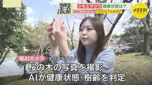 写真撮って、桜を救う？ 桜の健康状態をAIでチェック！ キリンビールが取り組む「晴れ風ACTION」とは|TBS NEWS DIG