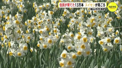 住民たちが育てた13万本 瀬戸内の斜面に咲くスイセンの花 広島 | TBS