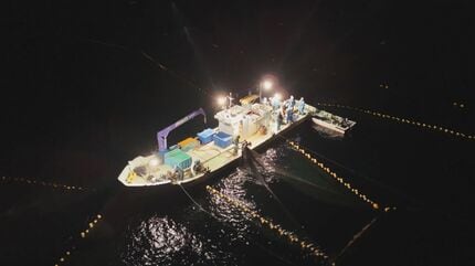定置網漁で獲れた魚はゴールデンウィークの水族館に展示 幻の深海魚
