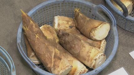 JA小松市でタケノコ出荷開始 2026年は収穫量多い「表年」 |