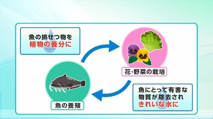 魚の陸上養殖」と「植物の栽培」を同時に‼ 新たな生産システム「アクア