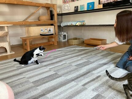令和の猫の「おみやげ」はネズミからおもちゃへ！室内飼い8割超えで