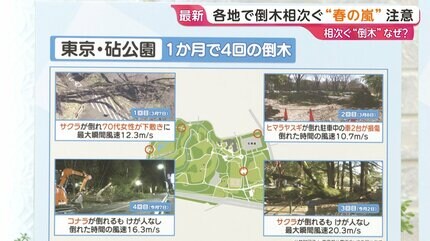 相次ぐ「倒木」なぜ？樹木医に聞く 倒木を知らせる予兆は【ひるおび