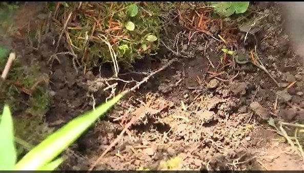 【住宅地にイノシシ出没】長野・中野市の交差点近くで2回の目撃情報…麻酔銃によって捕獲…体長約1メートルで成獣とみられる　|　SBC NEWS | 長野のニュース | SBC信越放送