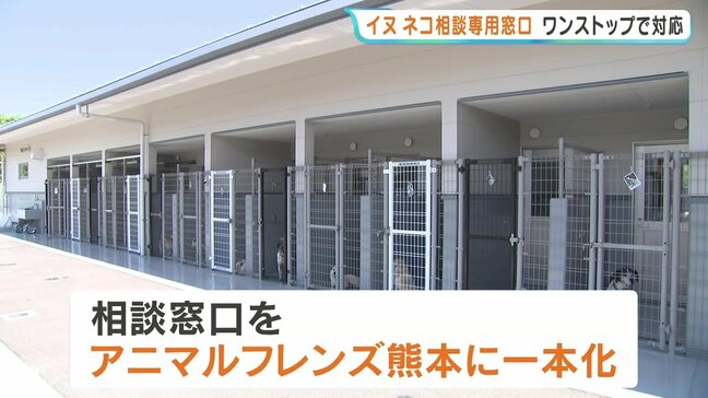 野良猫の苦情、どこに言えばいい? 熊本県内の相談先を新設一本化 専用ダイヤル開設でワンストップ解決へ|TBS NEWS DIG