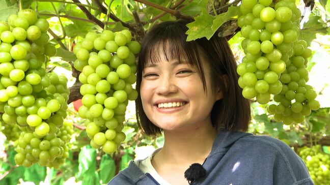 1房1キロの巨大ブドウ！ 猛暑で開園遅れの試練乗り越え"甘い非日常"を =静岡・富士宮市【くるちゃんさんぽ】|TBS NEWS DIG