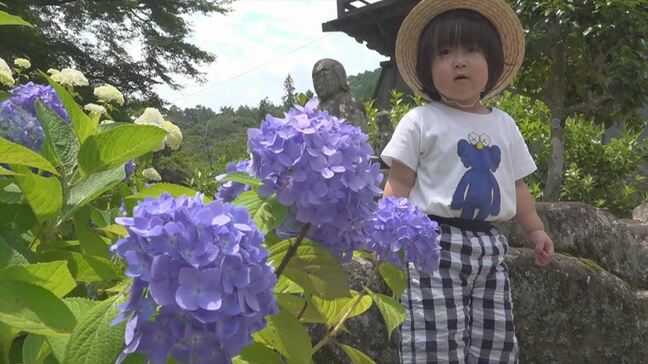 アジサイ寺が見ごろ迎える　およそ1000株があざやかに寺を彩る　山梨県韮崎市・大公寺|TBS NEWS DIG