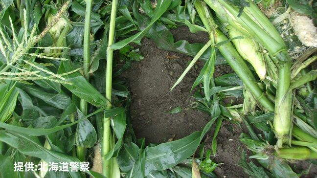【クマ出没】スイートコーン畑約30平方メートル荒らされる 付近には幅11センチほどの足跡も 未明に収穫作業に来た所有者が発見 北海道森町|TBS NEWS DIG
