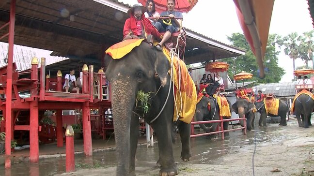 「ゾウは夫を踏みつけ投げ飛ばした」　これまで150人が死亡　森林開発と温暖化がもたらした危機　人間とゾウ「死ぬまで働かせる」虐待も|TBS NEWS DIG