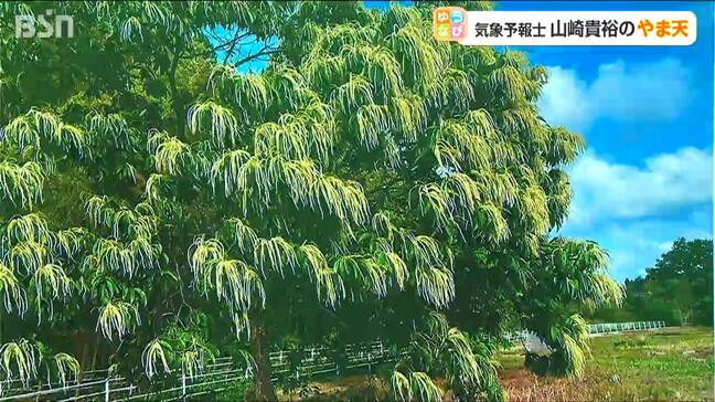 【お天気クイズ】梅雨の季節を知らせる花は何でしょう？ ヒントは“秋の味覚” 白いブラシのように咲き 独特の香りを放ちます|TBS NEWS DIG
