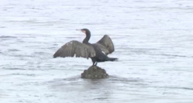 カワウ増加でアユの漁獲量激減、石川で全国内水面漁業振興大会|TBS NEWS DIG