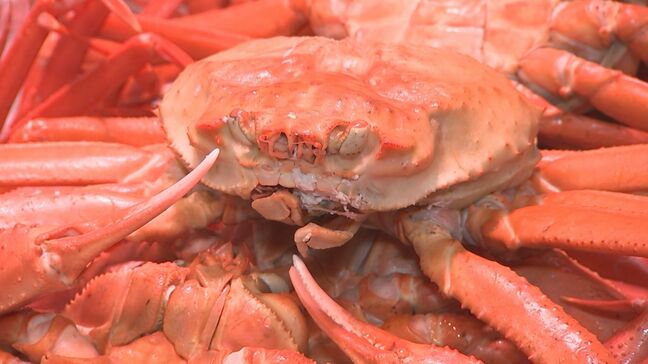 初水揚げ　ベニズワイガニが早速店頭に　質は？価格は？味は？|TBS NEWS DIG